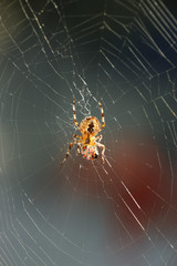 Spinne in der Mitte ihres Netzes von der Rückseite in der Sonne