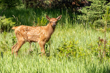 Naklejka na ściany i meble Young elk in the forest looking 