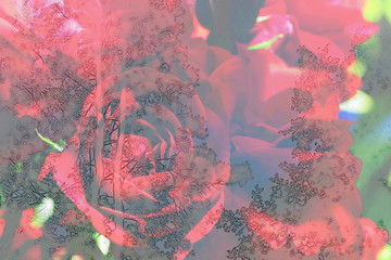 The mixed image of the view of the water on the glass and the view of the blooming Rose at the warm summer rainy day at the botanical garden. 