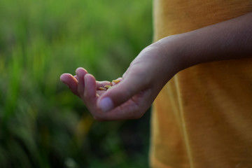 Child holding rice seeds