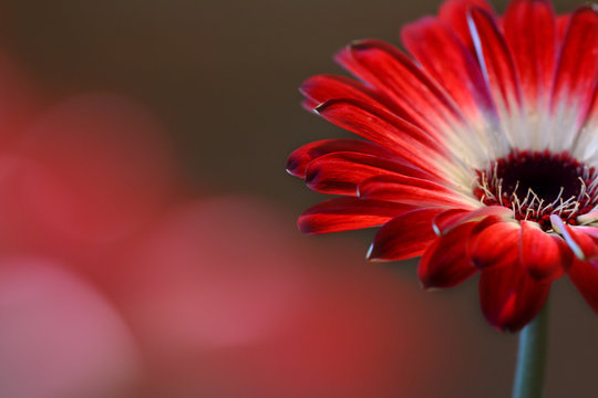 Red gerbera flower close-up macro photo with blurred soft focused background. Flower on right side of picture. Blurred red bokeh on left side. Ideal for women's day, valentines day, mother's day card