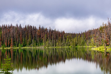 Fototapeta premium landscape with trees reflecting in lake and blue sky
