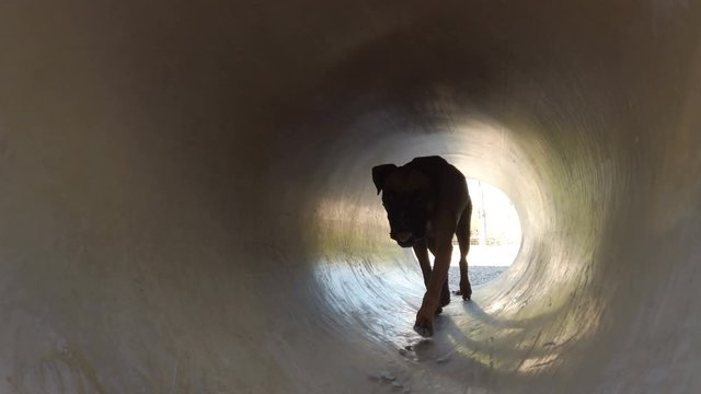 Young man playing and training with a dog. Brown boxer dog