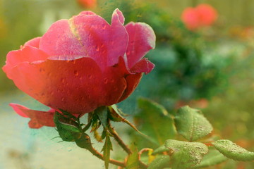 The mixed image of the view of the water on the glass and the view of the blooming Rose at the warm summer rainy day at the botanical garden. 