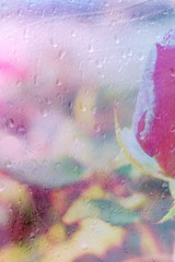 The mixed image of the view of the water on the glass and the view of the blooming Rose at the warm summer rainy day at the botanical garden. 
