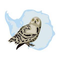 Polar owl On white background vector map