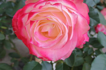 薔薇　ジュビレデュプリンスモナコ