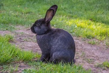 Black rabbit sitting on green grass.