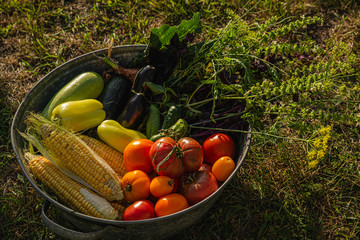 Assortment of fresh ripe homemade vegetables in a rural garden. Close-up.
