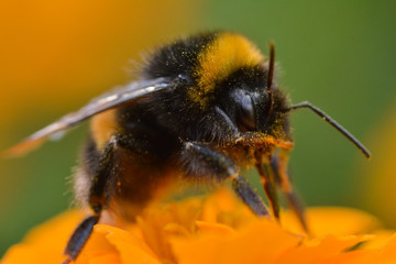 Bumblebee on orange Marigold flower, macro photo. Shallow depth of field, bokeh and soft focus. Pollen on bee's legs. Sunny summer day. Green background