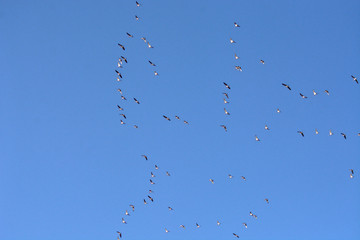 A flock of wild geese flies south in autumn.