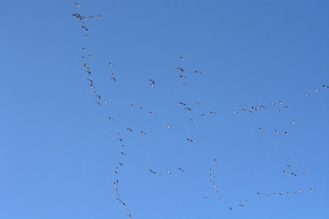 A flock of wild geese flies south in autumn.