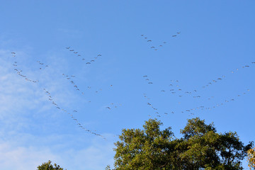 A flock of wild geese flies south in autumn.