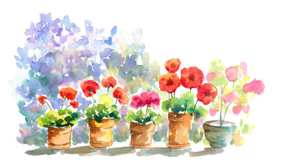 Flowers in plant pot blooming botanical garden in colorful red and pink isolated on white background hand drawn watercolor painting on paper