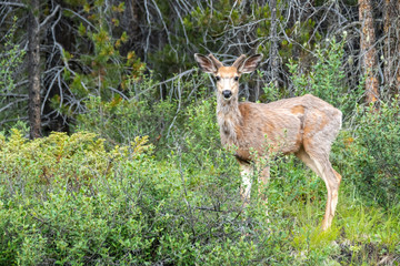 deer in the forest