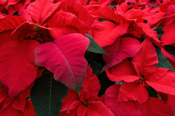 red Poinsettia background