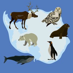 Set of animals vector illustration map arctic