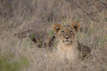 Fototapeta na wymiar Lion Cub