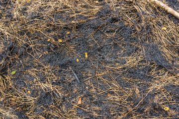 dry and burnt grass and black ashes close up