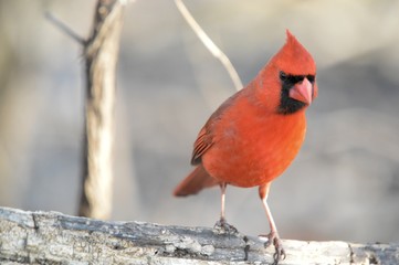 Cardinal