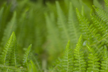Closeup nature view of green leaf on blurred greenery background in garden with copy space using as background natural green plants landscape, ecology, fresh wallpaper concept, slective focus .
