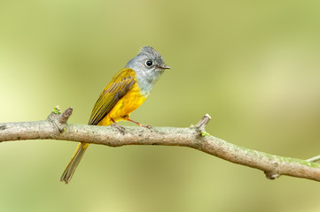 Grey heaed canary flycatcher perched on a tree