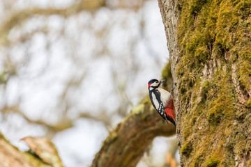 Great spotted woodpecker on a tree trunk with green moss