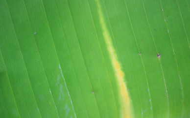 Banana Leaf