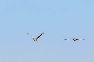 Greylag goose flying in the clear sky against us