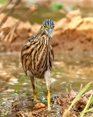 Indian pond heron searching food in the field