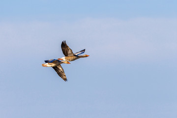 Two Greylag geese flying at clear sky at spring