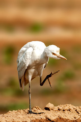 Cattle egret looking busy in the field