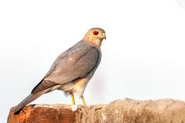Shikra sitting on a wall against bald sky looking back