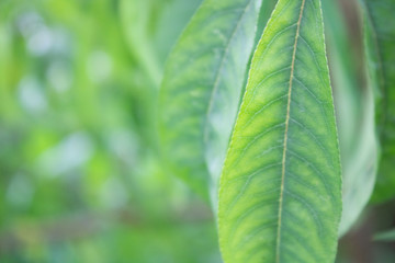 Green Leaf