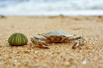 Shell and crab