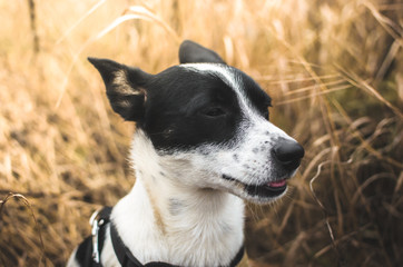 Basenji dog is enjoying in the yellow field in profile, portrait photo