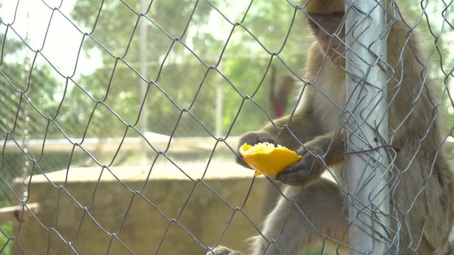 The monkey took an orange from a man hand. Bezyana sits in a cage. Animal out of will