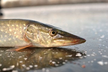 Obraz premium Winter pike fishing from ice.