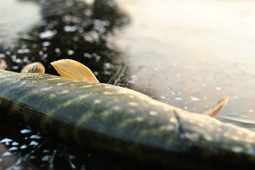 Winter pike fishing from ice.
