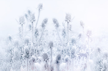 Hoarfrost on thistle - burdock, ice crystal on dry plant, morning fog and frost in the meadow