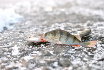 Winter fishing with ice fishing for perch