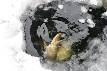Winter pike fishing from ice.