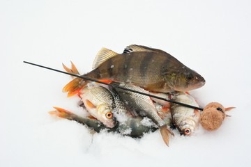 Winter fishing with ice fishing for roach