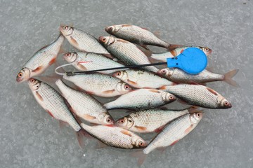 Winter fishing with ice fishing for roach