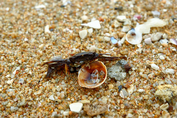 Shell and crab