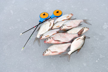 Winter fishing from ice, roach and perch fishing.