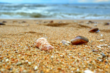 sea shell on the beach