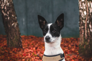 Portrait of a basenji dog on a background of red foliage in autumn cold weather
