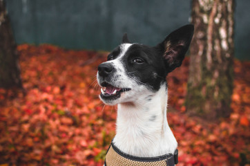 Portrait of a basenji dog on a background of red foliage in autumn cold weather