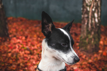 Portrait of a basenji dog on a background of red foliage in autumn cold weather